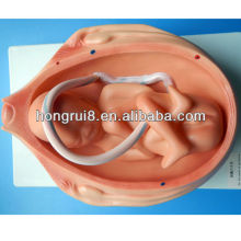 ISO Embryonic Development models, Eigth Month of gestation, Anatomical Models